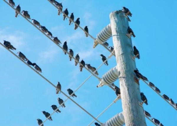 لماذا لا تتعرض الطيور للصعق كهربائيا عند وقوفها على أسلاك الضغط العالي؟.. شركة الكهرباء تجيب