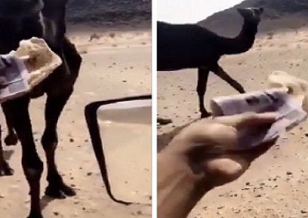 الكشف عن العقوبة التي تنتظر الشاب الذي أطعم “ناقة” نقود ورقية داخل قطعة من الخبز!