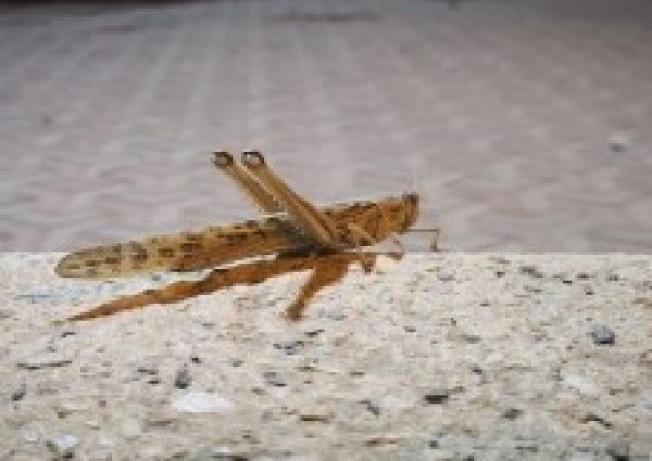 أمانة القصيم تقرر إيقاف بيع الجراد والتحذير من أكله لتعرضه للمبيدات