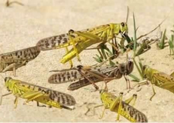 تحذير للمواطنين من أكله.. رصد تكاثر للجراد الصحراوي في الربع الخالي وتوقعات بوصول أسرابه للرياض والأحساء