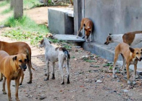 لحظات رعب.. طفل صغير بين أنياب 3 كلاب ضالة في حديقة بالدمام