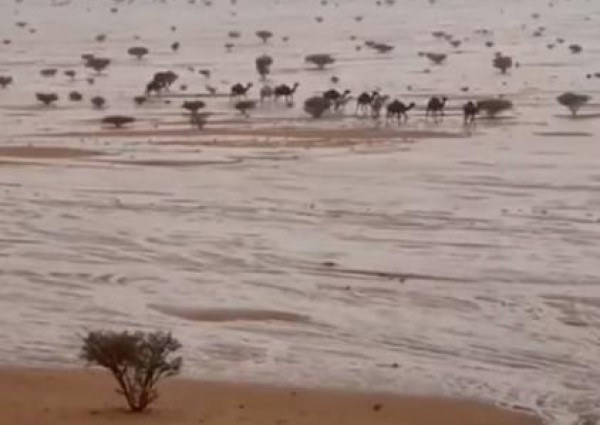 فيديو.. أمطار تروي شمال نجران .. ومشهد جميل للإبل وهي تسير وسط أوديتها