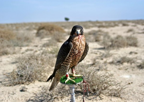 بيع صقر شاهين بـ 40 ألف ريال في مزاد علني بحفر الباطن