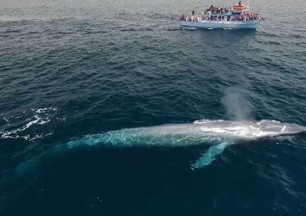 حقيقة ظهور “الحوت الأزرق” بالقرب من شواطئ المملكة