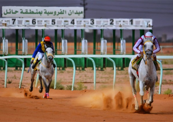 فروسية حائل تقيم حفل سباقها الثامن.. اليوم