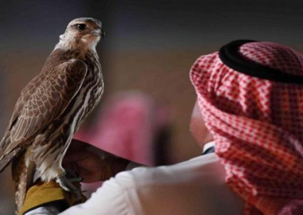 أغرب أسماء الصقور المشاركة بمهرجان الملك عبدالعزيز