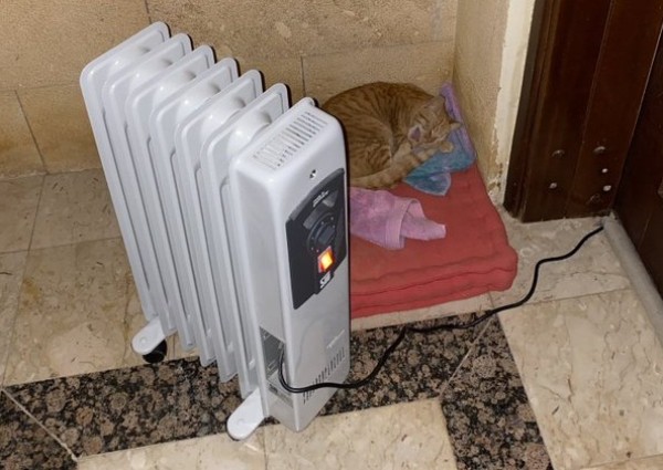 شاهد .. عائلة تضع دفاية كهربائية أمام شقتها لتدفئة القطط من البرد في المملكة