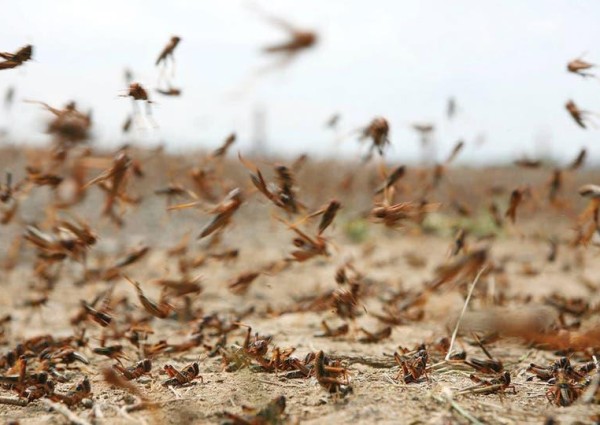 “البيئة” تطلق خدمة إلكترونية للإبلاغ عن ظهور الجراد الصحراوي