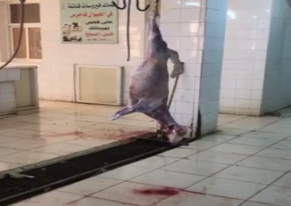 شاهد.. أغنام مُعلقة ودماء متناثرة وحشرات داخل مسلخ في بدر الجنوب