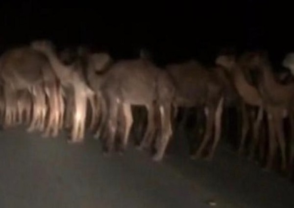 مصرع مواطن ثلاثيني بسبب جمال سائبة على طريقة السعيرة