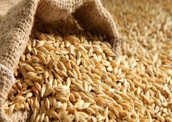 شاملاً ضريبة القيمة المضافة بعد زيادتها .. مؤسسة الحبوب تعلن عن سعر كيس الشعير زنة 50 كلم الجديد