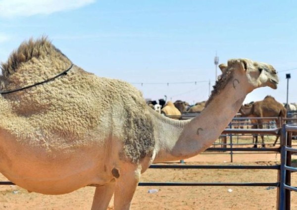 “البيئة” ترقِّم أكثر من 1.4 مليون متن إبل حتى الآن.. وتفرض عقوبات على المخالفين