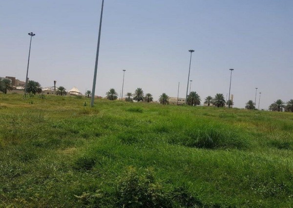 الأهالي في أحد المسارحة يشتكون من انتشار الزواحف والثعابين .. والمجلس البلدي يعلق!