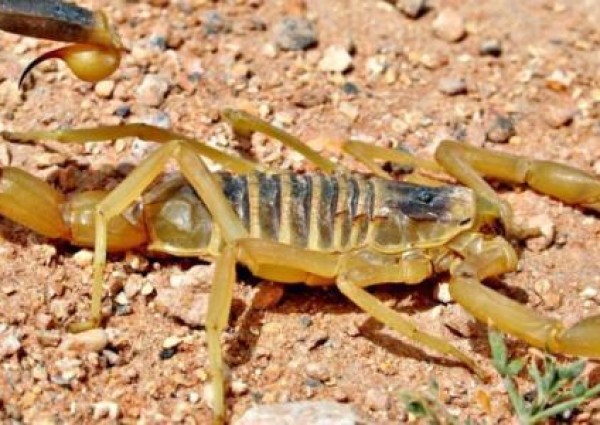 قام بشفط السم من أسفل عينه.. هكذا أنقذ شاب صديقه من لدغة عقرب تعرض لها أثناء نومه في بر بمحافظة رفحاء