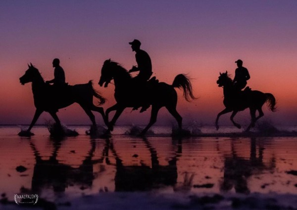 “عيشها ببساطة” قصة غروب يعيشها الزائر على ظهر الخيل