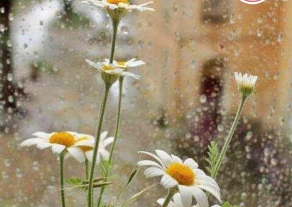 وانهمر المطر