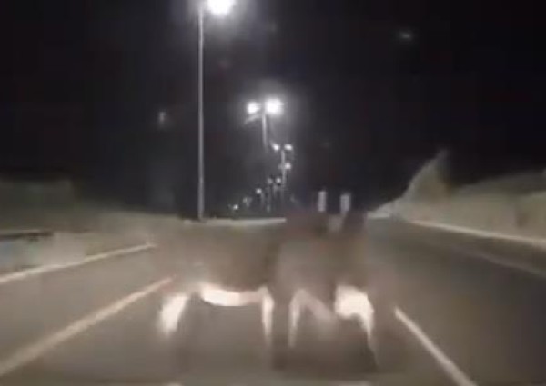 بالفيديو: كاميرا توثق لحظة اصطدام سيارة بحمارين في الباحة