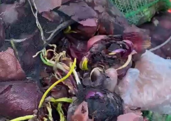 أمانة الشرقية تتلف طنين بصل فاسد في سوق الخضار والفواكه المركزي بالدمام