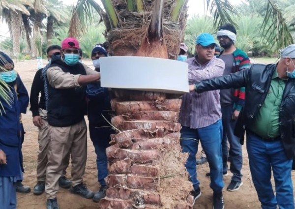 دورة تدريبية على استخدام غاز فوسفيد الالومنيوم لمكافحة سوسة النخيل في بيشة