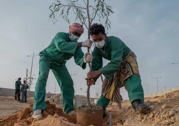 أمانة الجوف تواصل أعمال الموسم الرابع لمبادرة “الجوف واحة خضراء” بـ 800 شجرة