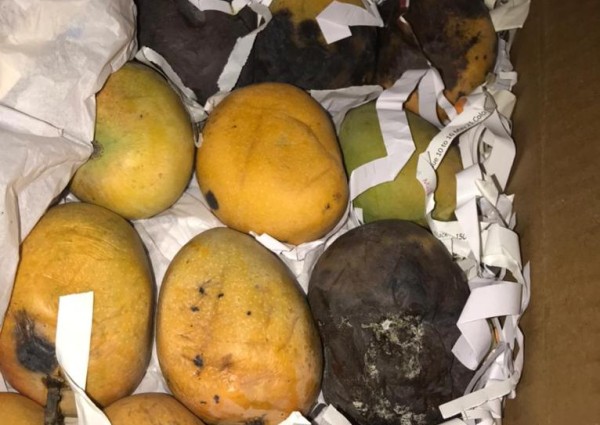 ‏أمانة الشرقية تضبط 7 أطنان من الفواكه المختلفة قبل توزيعها في سوق الخضار والفواكه المركزي بالدمام