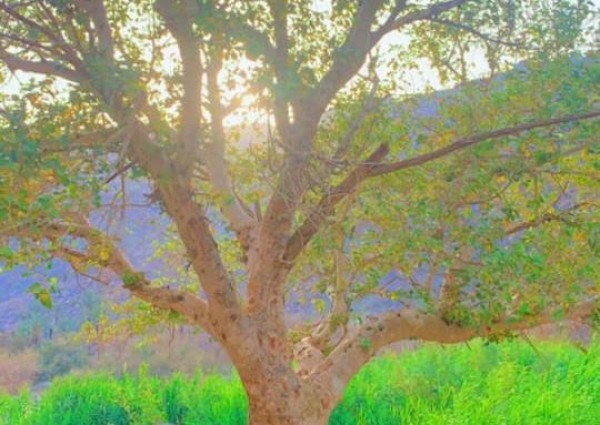 رئيس مركز ستارة يزور منتزه “ودغان” على طريق الهجرة بين مكة والمدينة