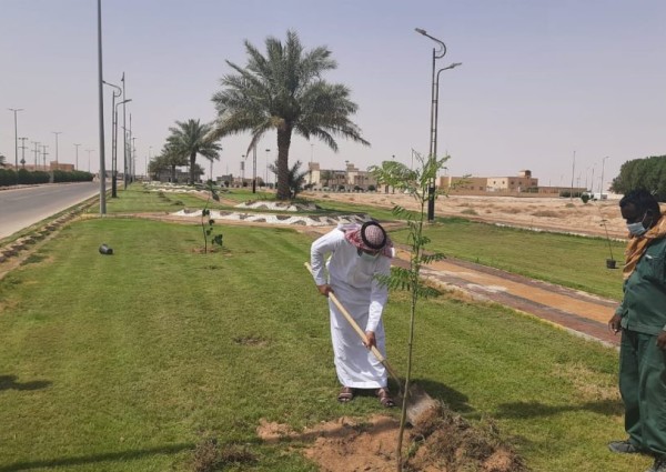 بلدية اللهابه تواصل جهودها بزراعة أشجار الظل والزينة باللهابة والمراكز التابعة