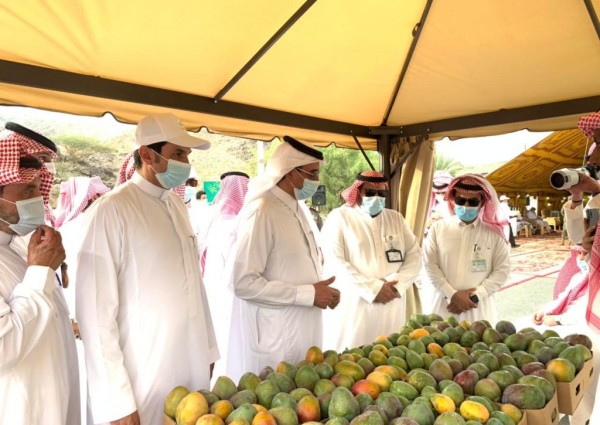 انطلاق المهرجان الأول للمانجو بمركز الفرشة في محافظة سراة عبيدة