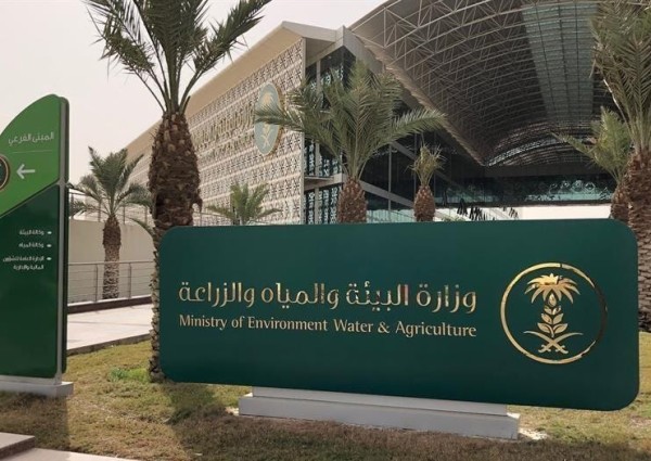 البيئة تُعلن عن مضاعفة إنتاج الزعفران بعد نجاح زراعته بالبيوت المحمية بالمملكة