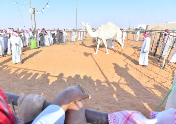 برعاية سمو أمير منطقة حائل  .. هيئة تطوير محمية الإمام تركي بن عبدالله الملكية تطلق فعاليات مهرجان مزاد الإبل في تربة
