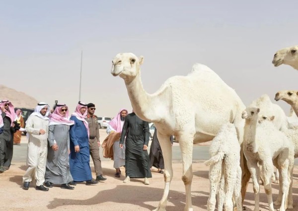 أمير القصيم ينوه بفعاليات ونشاط مزاد الإبل في محافظة ضرية