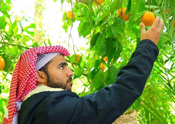 تشتهر بالحمضيات ويتوارث الأجيال زراعتها منذ قديم الزمن .. العلا تضم أكثر من 200 ألف شجرة حمضيات على مساحة 800 هكتار