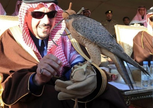 أنطلاق مهرجان القصيم للصقور ينطلق اليوم الخميس