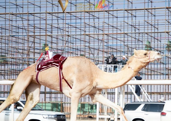 بالأسماء.. لجنة التحكيم في مهرجان الملك عبدالعزيز للإبل تعلن عن أسماء الفائزين في أشواط الفحل وإنتاجه للوني المجاهيم والشقح
