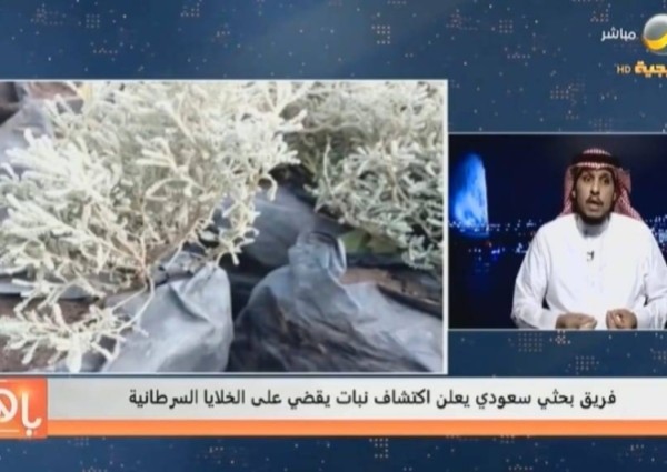 بالفيديو… طبيب سعودي يزف بشرى سارة: المرحلة المختبرية أثبتت نجاح مركب من نبات الشيح “البعيثران” مضاد للخلايا السرطانية