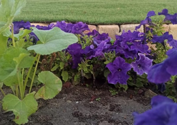 بلدية الخفجي تزين الطرق والميادين بزراعة 80 ألف زهرة متنوعة ضمن برامج جودة الحياة وتحسين المشهد الحضري