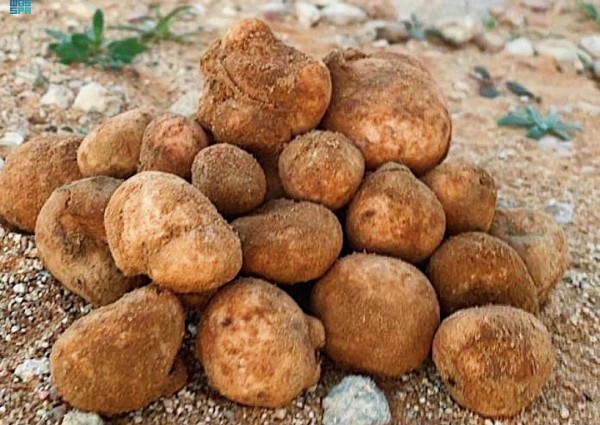 أسواق الفقع بالحدود الشمالية تشهد إقبالاً مبكرًا مع بواد الربيع بأسعار متفاوتة