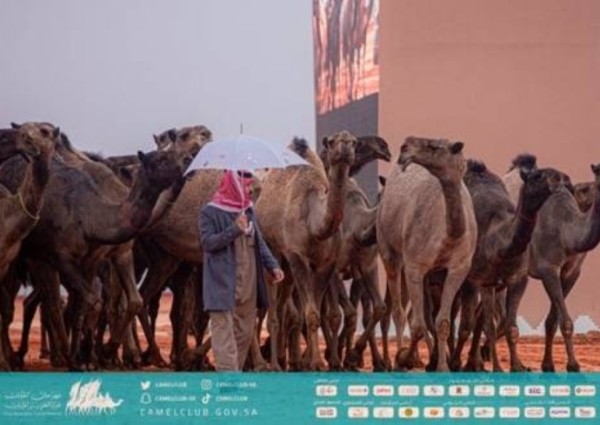 بالأسماء .. لجنة التحكيم النهائي بمهرجان الملك عبدالعزيز للإبل تعلن الفائزين في فئة المؤسس لون الصفر