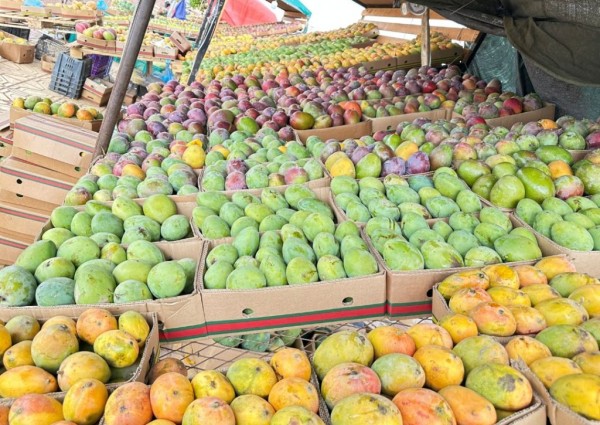 موسم جني المانجو في جازان يطرق الأبواب