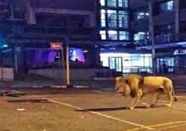 القوات الخاصة للأمن البيئي تسيطر على أسد طليق في أحد أحياء مدينة الرياض