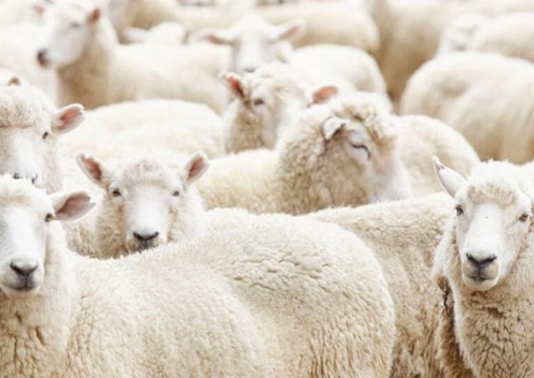 بعد التوقف منذ منتصف الشهر الماضي .. استئناف استيراد الأغنام من الأردن