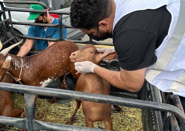 وقاء عسير يطلق حملة “جزلة” للتعريف بالطرق الصحيحة لاختيار الأضاحي
