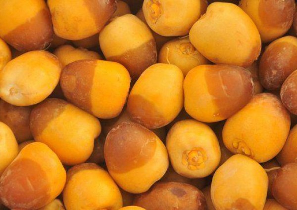 بعد انتشار الفيديوهات المثيرة للجدل.. بيان عاجل من المركز الوطني للنخيل بشأن التمور فاتحة اللون