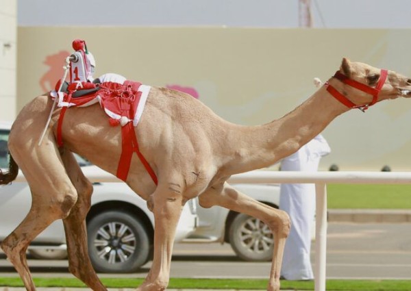 المطية شاهين لمالكها الشيخ “ناصر بن حمد بن عيسى” تحقق لقب الشوط الرئيسي في ختام منافسات فئة “جذاع”