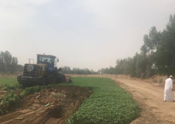 شاهد.. لحظة إزالة 4 مزارع تُسقى بمياه الصرف جنوب مكة