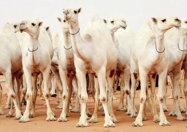 اللجنة المنظمة لمسابقة «مزاين قبيلة بني رشيد في الإبل» تقيم حفل عشاء على شرف المُلاك وشيوخ وأعيان القبائل ورجال الأعمال