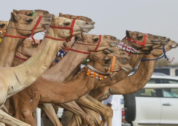 استحداث ماراثون للنساء في مهرجان ولي العهد للهجن