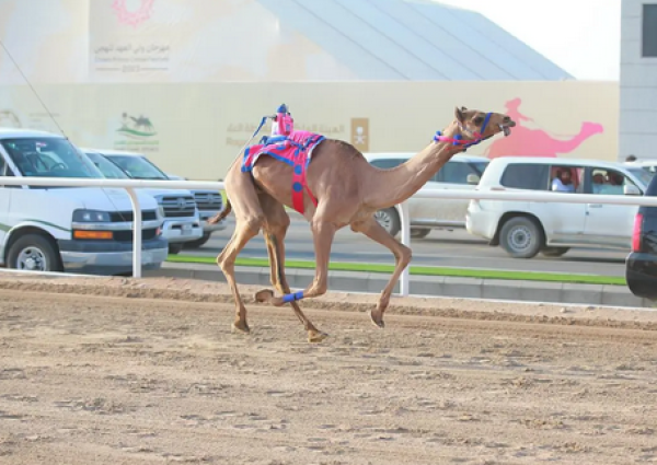 مهرجان ولي العهد للهجن.. فتح باب التسجيل في شوط الماراثون النسائي الدولي