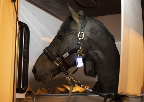 نقل 96 جواداً من بلجيكا الى الرياض للمشاركة في بطولة لونجين العالمية لقفز الحواجز