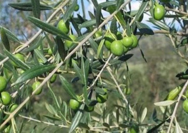 تعتبر الأولى من نوعها .. المزارعين يتوافدون على معصرة حديثة لزيت الزيتون في حائل لعصر الزيتون